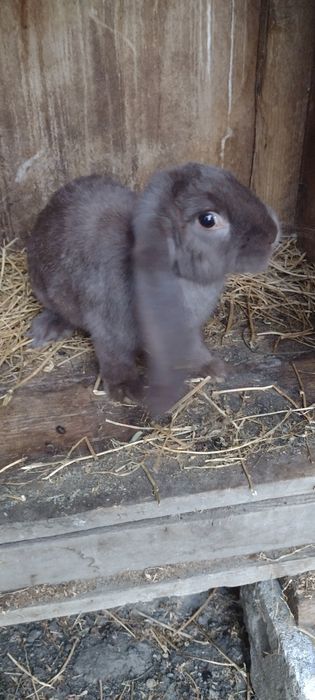 Vand urgent iepuri berbec german si fluture  german