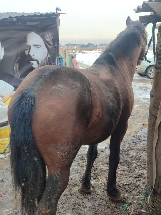 Жылқы  мініске көкпарға жақсы