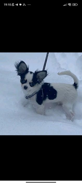 Чихуахуа вязка роки