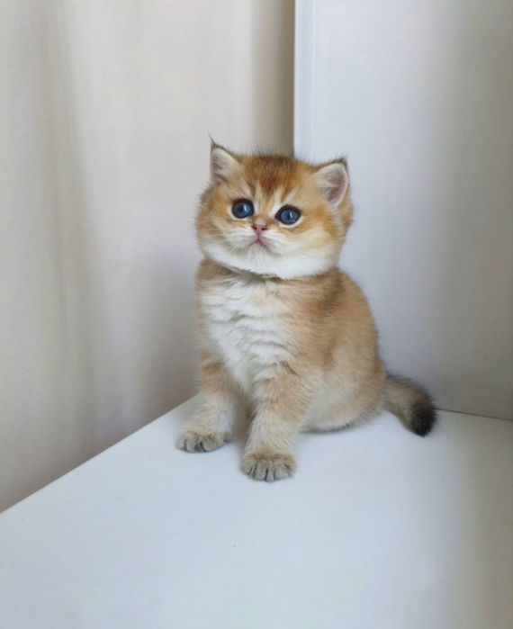 Золотые котята окрас шиншилла
