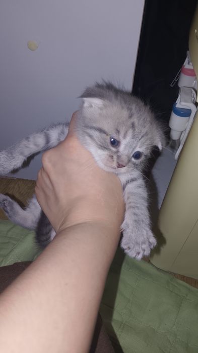 Котята продаются кызылорда