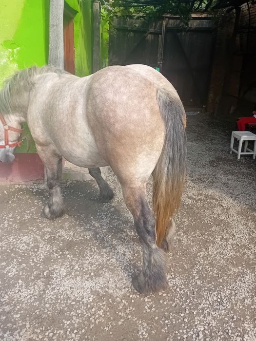 Vand manza de 3 ani