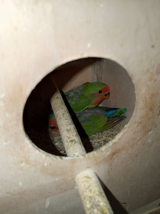 Папугай и другие