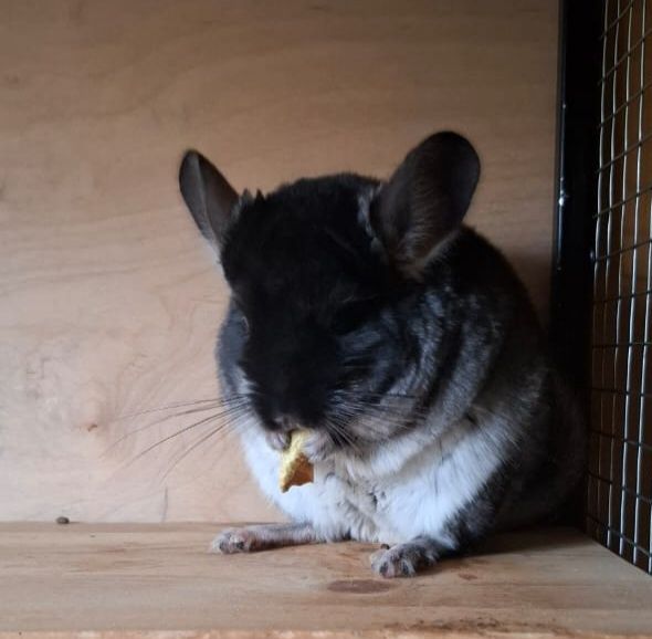 Шиншилла  девочка