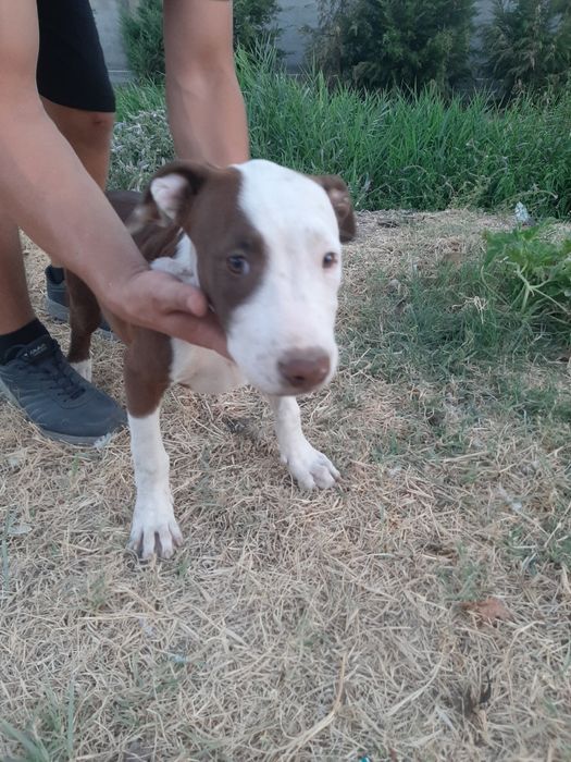 Продам щенка питбуль девочка