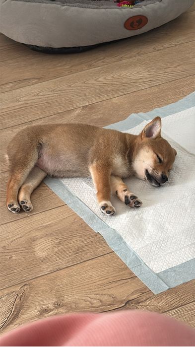 Продаи щенка Сиьа ину