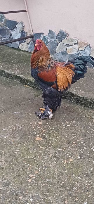 Vând cocoș Brahma potârnichiu 150 lei