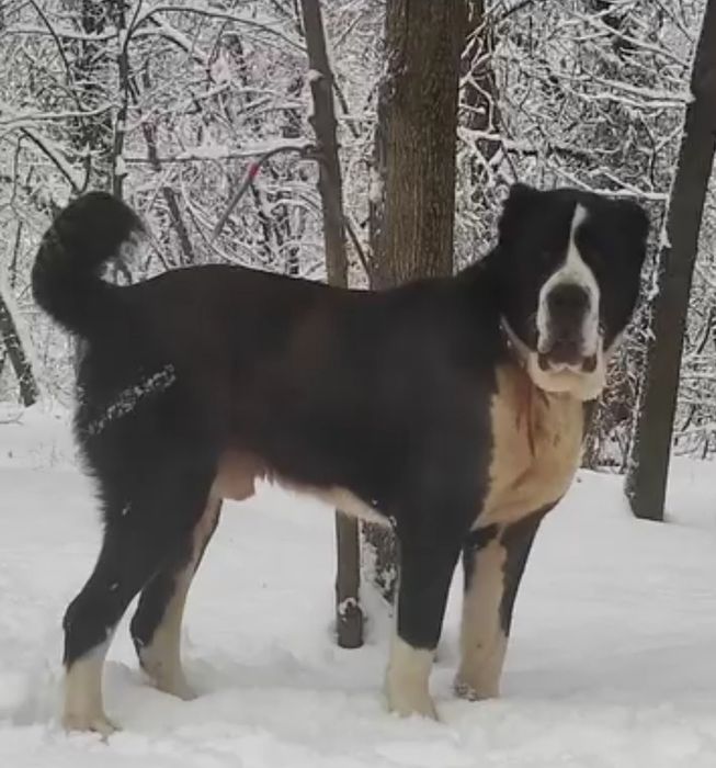 Щенки САО Алабай