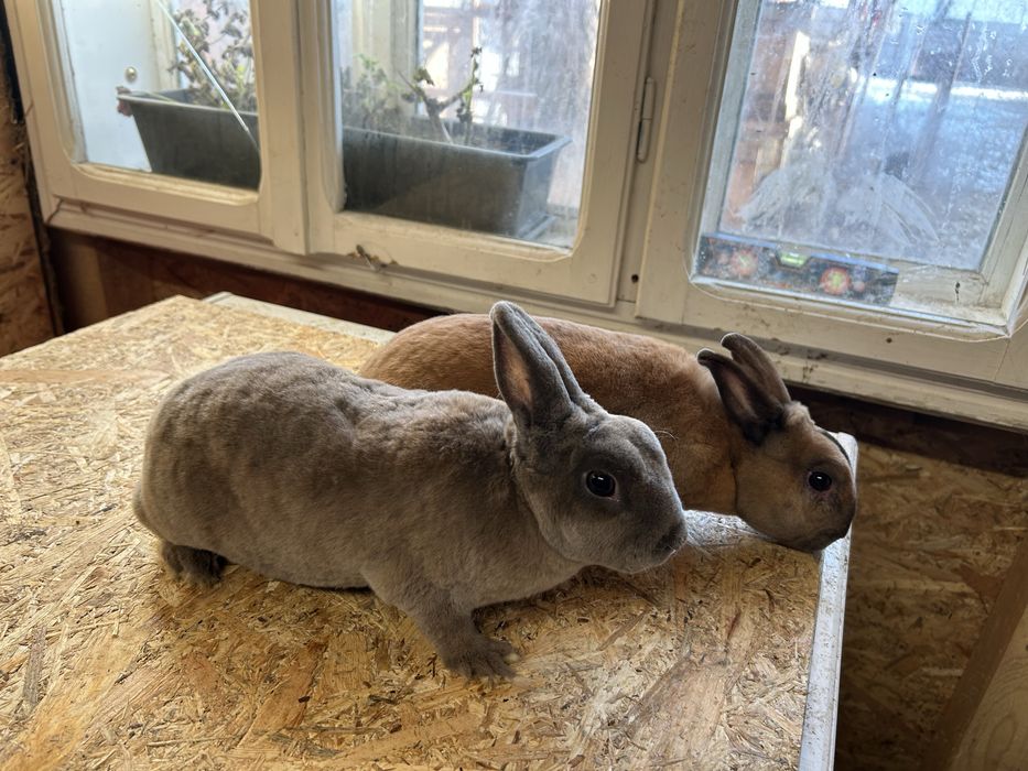 Iepuri Rex pitic perechi