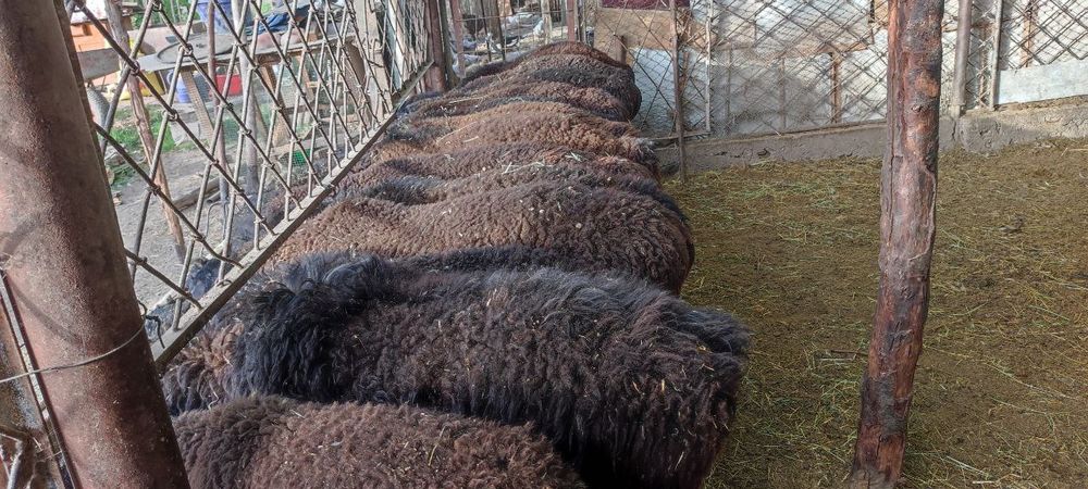 13та кочкор оптом