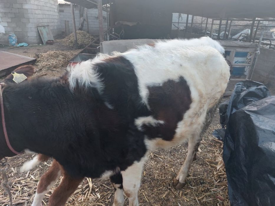 бузау, теленок, бұзау, бычок