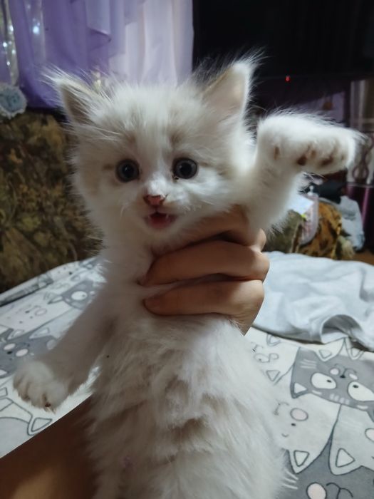 отдам котят в хорошие руки