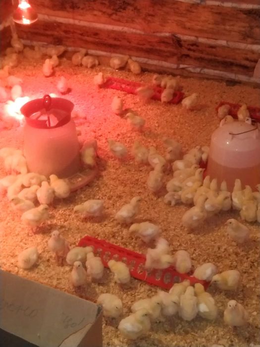 Продаю циплят бролеров