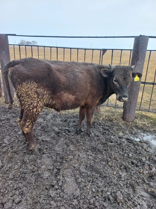 Продам КРС (2 бычка)