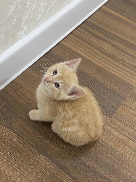 Шотландская вислоухая и прямоухая