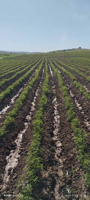 Mayiski payvandga namatak sotiladi