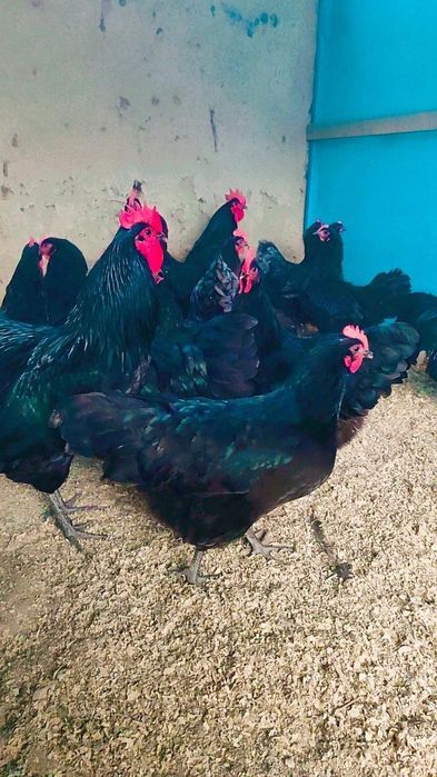 Астролог тоза зотли товух тухум хамда жужаларига заказ оламиз