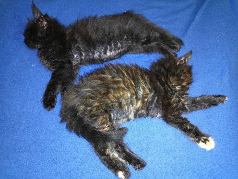 Мейн куун котенца