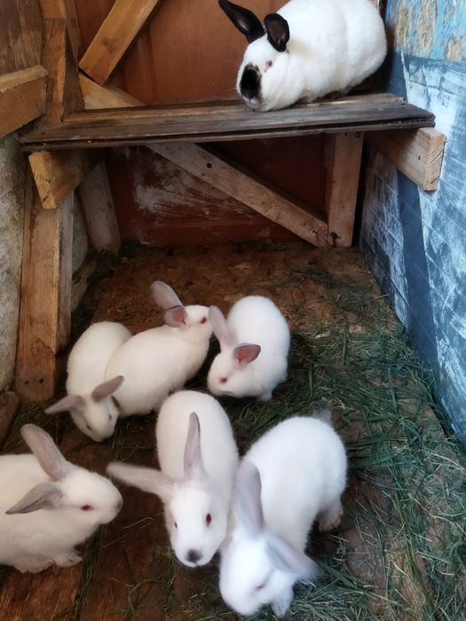 Продам крольчат кролики