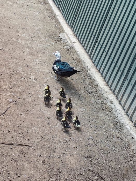 Продам индауток.