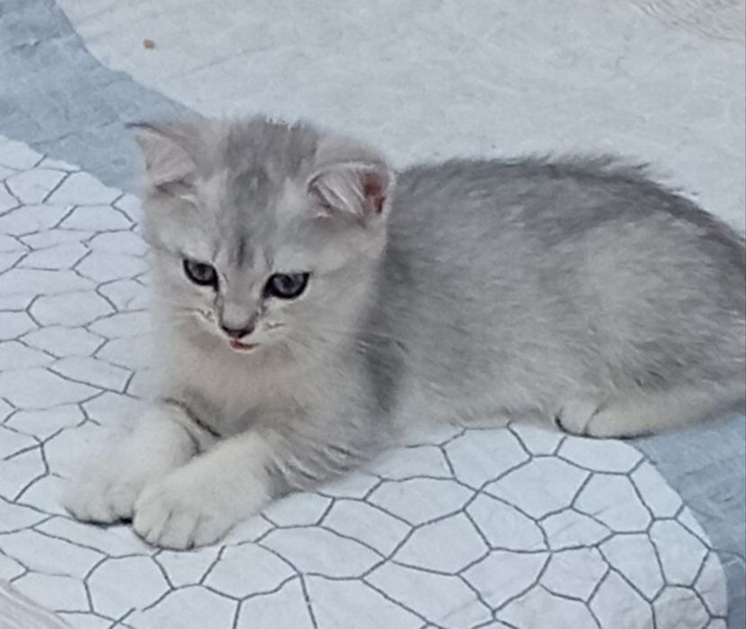 Срочно продаются шотландские котята серебряная шиншилла