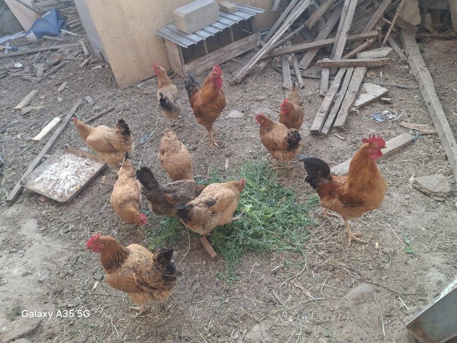 Кучин юбилейный сатылады