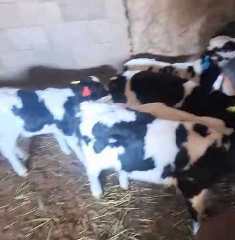 Телята 15 дней до 1 года / Бұзаулар сатылады