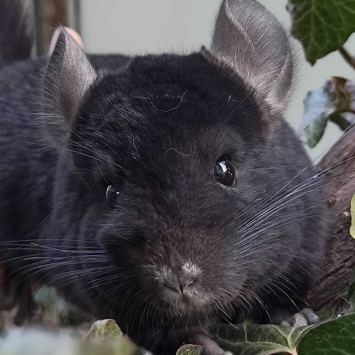 Шиншиллы от племенных родителей