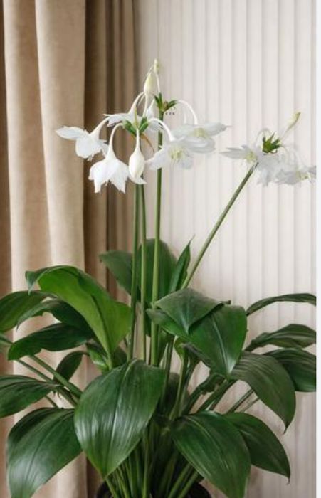 Растение комнатное