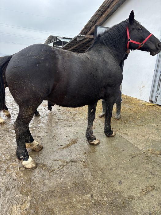 Iapa neagra percheron