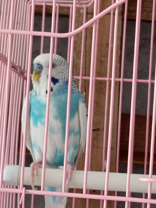 Продам молодых волнистых попугаев