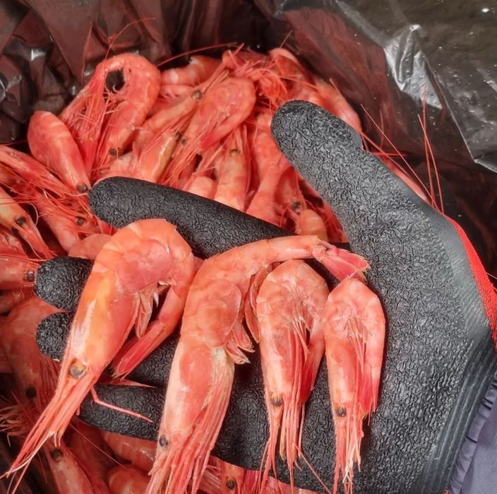 Краб,клешни краба,живые раки,креветки