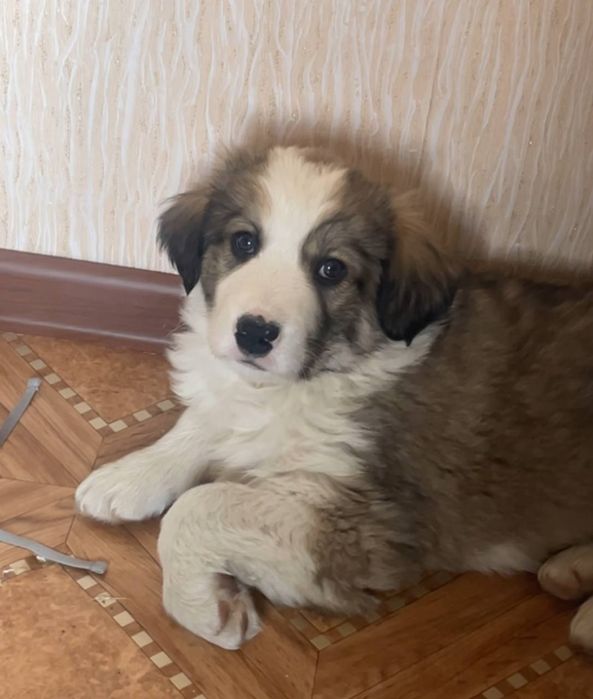 Отдам в хорошие руки щенка