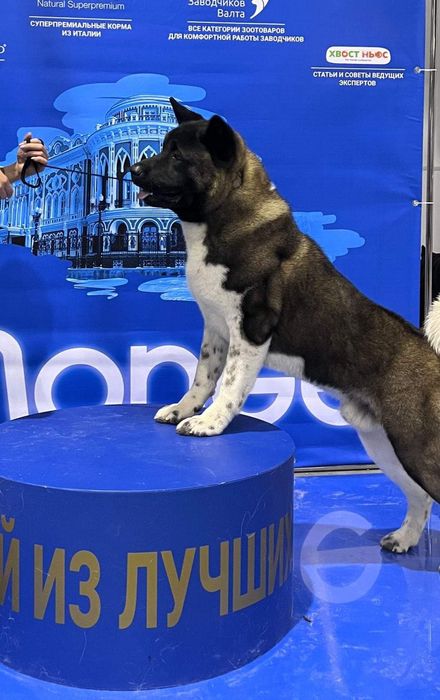 Щенки красивые с документами