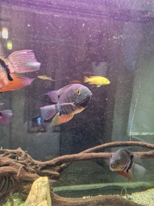 Ciclide americane Severum