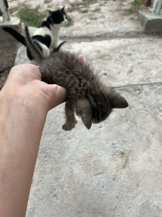 Отдам кошек в хорошие руки