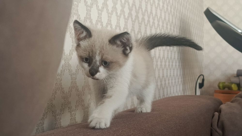 Котёнок мальчик доставкой бесплатно