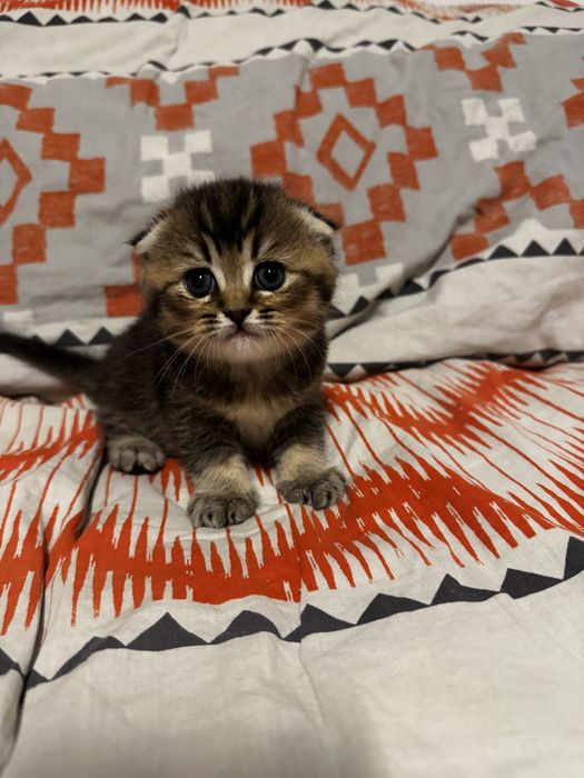 Pisica Scottish Fold