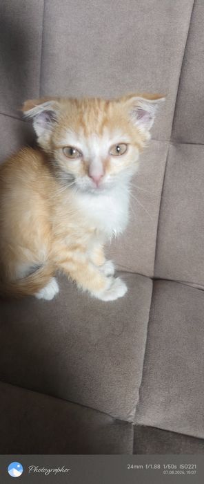 Вислоушка девочка котенок