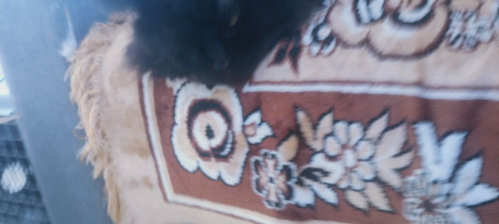 Мейн кун  кот для случки