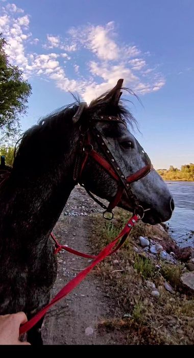 Орловский рысак для случки