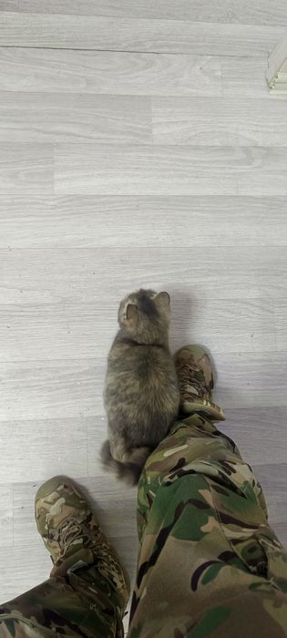 Отдам котенок девочка