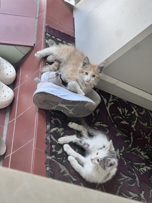 котята мальчики отдам в хорошие руки