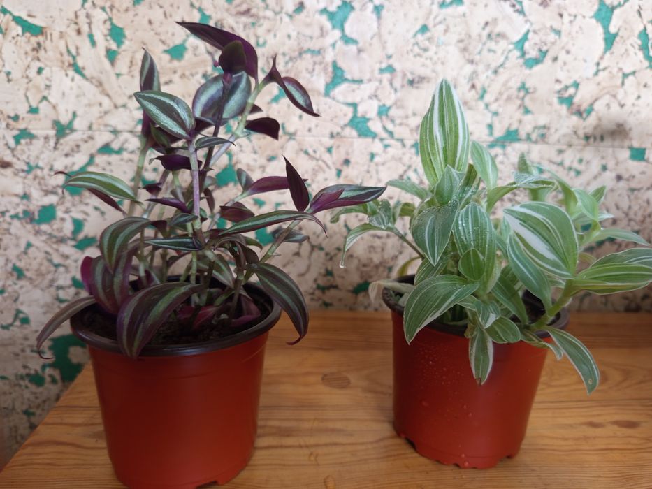 Продам комнатные цветы