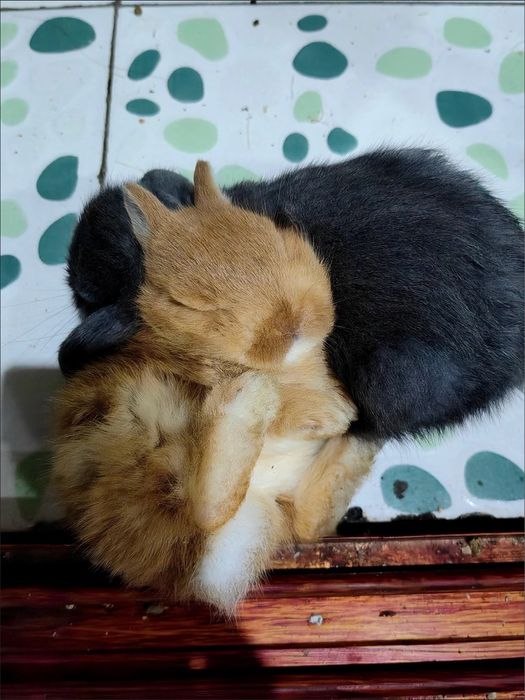 Jim bo‘lgan bola emas, mehribon bola