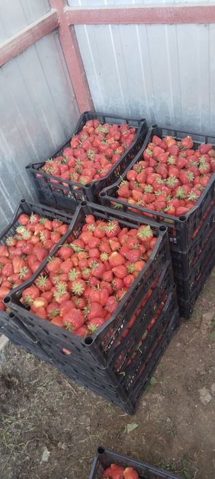 Продаже клубника читать