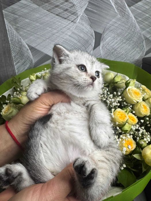 британские малыши  плюшки