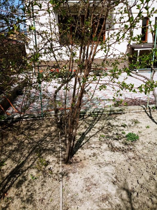 Вишнёвое деревце