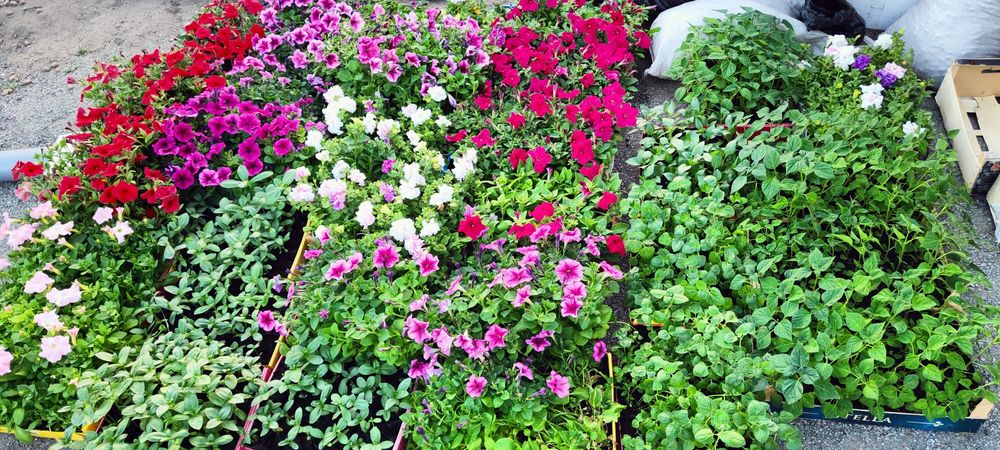Петуния Цветы и Кустарники