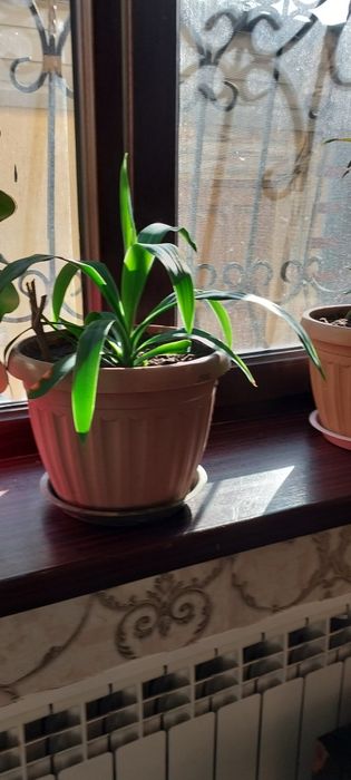 Большие домашние цветы